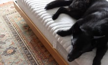 Dog laying on Casper Wave Hybrid Mattress