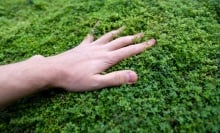 A man touches grass.