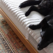 Dog laying on Casper Wave Hybrid Mattress