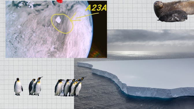 A collage shows penguins, seals, a satellite image and a a drone photo of the A23a iceberg.