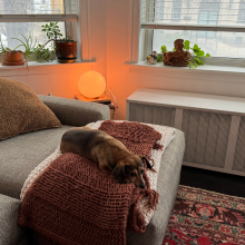 a small dog sitting on a couch in a living room lit up by a spherical lamp