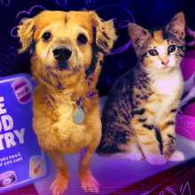 a composite image of a cute dog, cat, and a sign for a food pantry